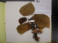 Herbarium sample